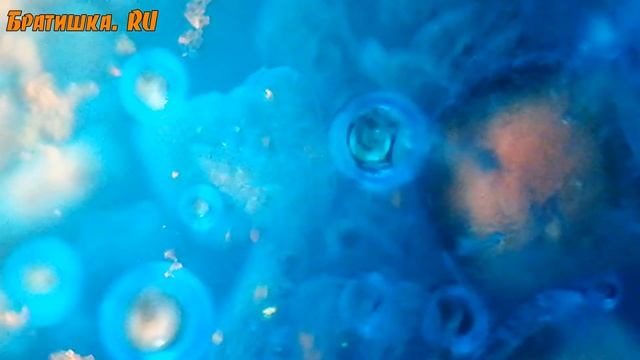 Необычная красота микромира. Интересное видео под микроскопом.