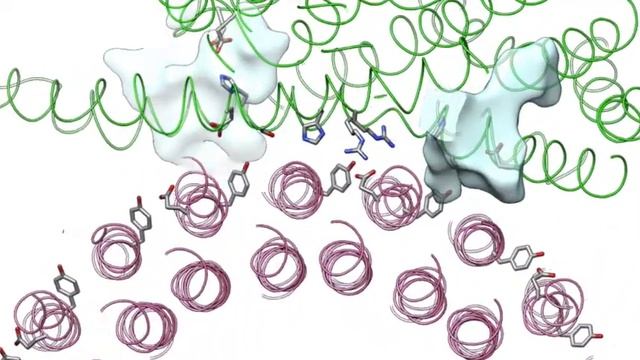 Proton transport through a v ATPase proton channel смотреть онлайн