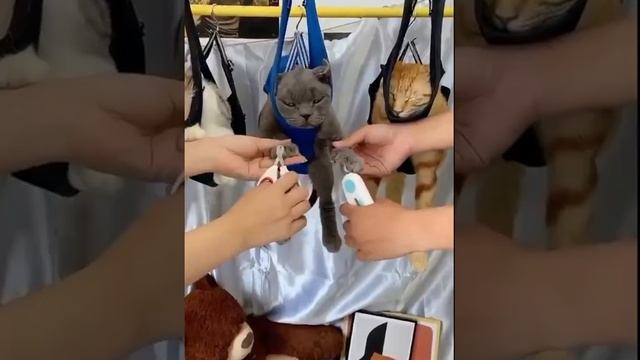 VID-20231027-WA0009.mp4 смотреть онлайн