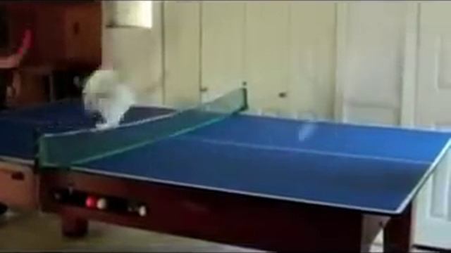 Приколы про Кошек Очень Смешные! смотреть онлайн