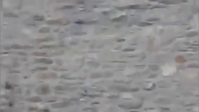 Горные Козлы!!!Как они это делают!! смотреть онлайн