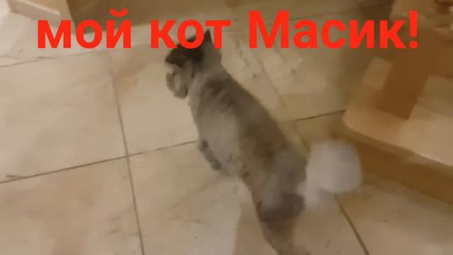 Мой кот Масик! смотреть онлайн
