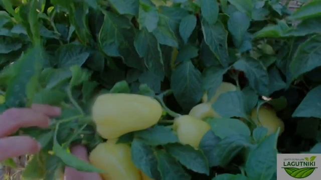 Перец Златозар F1 смотреть онлайн