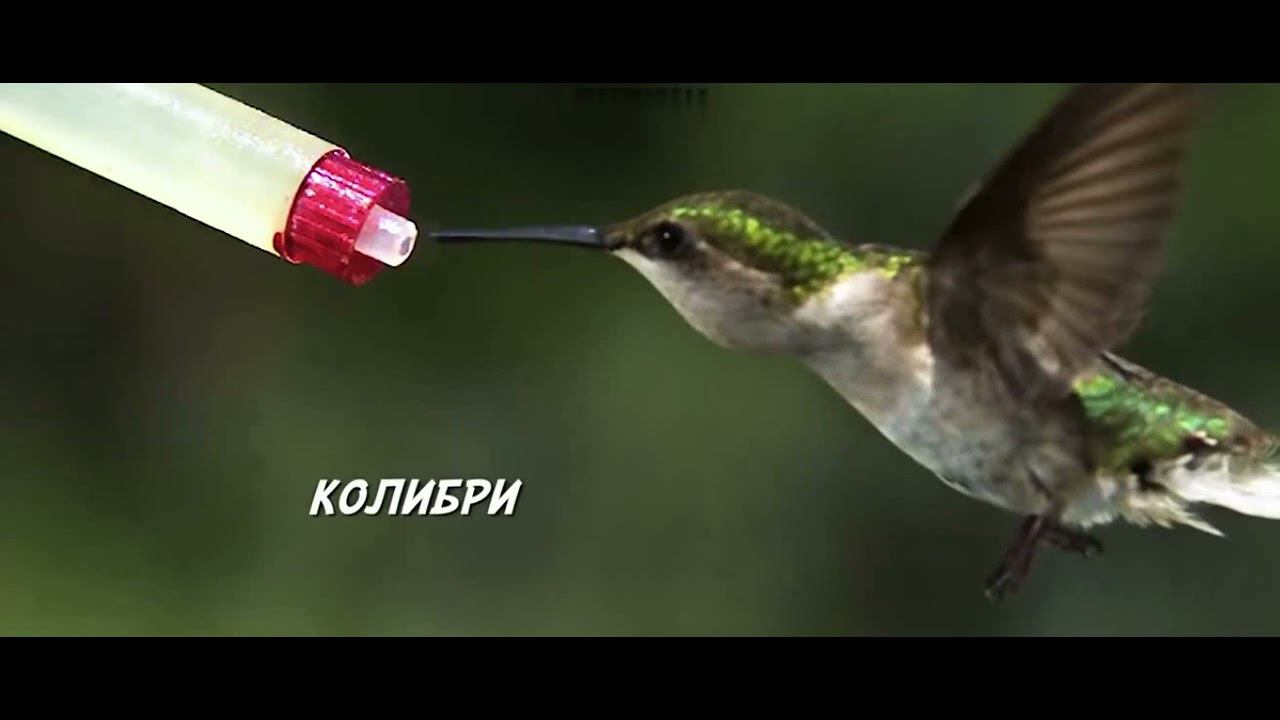 Скоростные камеры машинного зрения смотреть онлайн