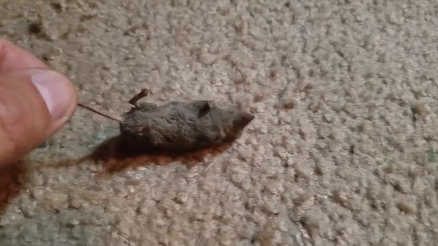 Кот Поймал Огромного Крота и Принес Его Домой 2018 смотреть онлайн