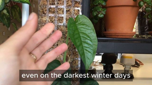 💚 February Favorite Plants: Hope & Joy🌱 смотреть онлайн