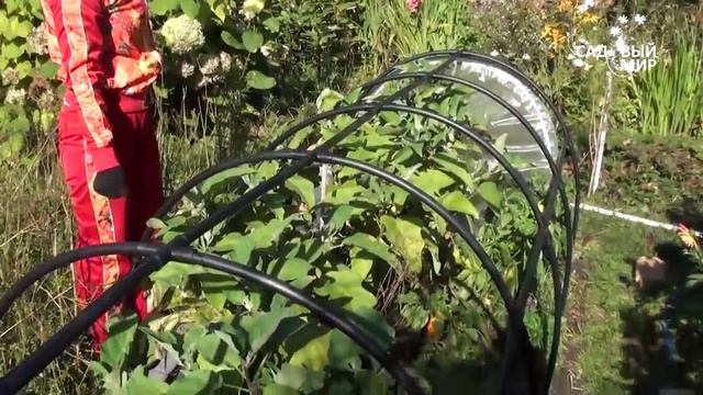 Минипарник для овощей. Удобно и просто. Сайт "Садовый мир" смотреть онлайн