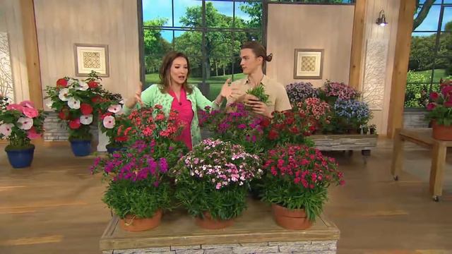 Roberta's 6-pc. Delightful Double Midget Sweet William Collection with Courtney Cason смотреть онлайн