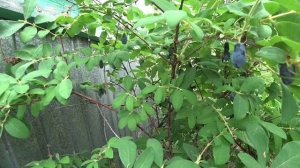 Лучшие сорта жимолости