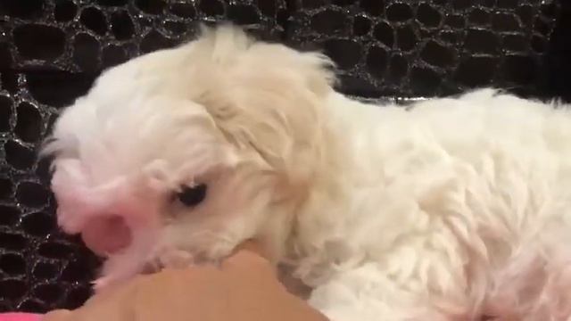 мальтипу смотреть онлайн