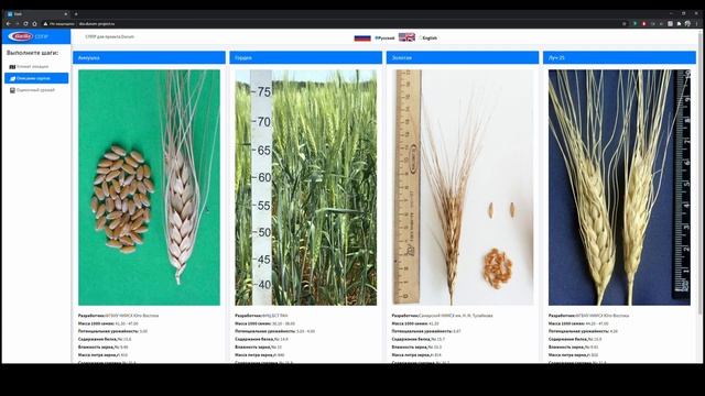 СППР для оценки урожайности твердых сортов пшеницы смотреть онлайн