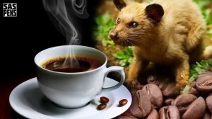 САМЫЙ ДОРОГОЙ КОФЕ в МИРЕ, Копи Лювак 1