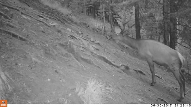 Самец изюбря в Прибайкальском национальном парке смотреть онлайн