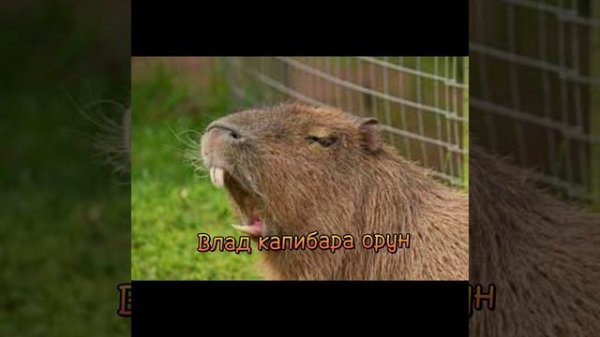 капибарка#капибара #capybara #капибарка#pengvin