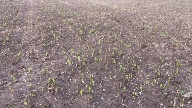 ПОСЕВ ЯРОВОГО ГОРОХА «ОПЛОД» И ОБЗОР ВСХОДОВ смотреть онлайн