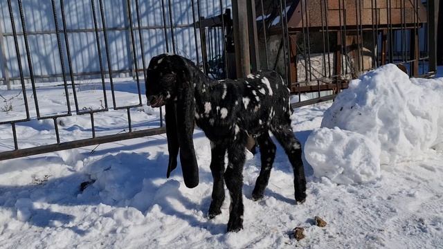 Камори козы ватсап +7 905 4567 025 смотреть онлайн