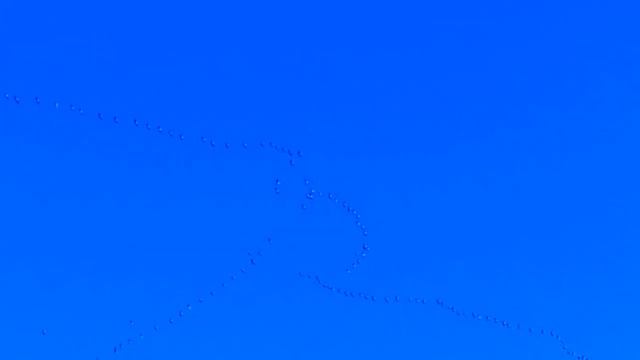 Летят журавли 24 октября 2021 смотреть онлайн