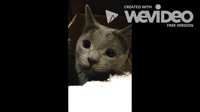 Кот грызёт коробку / The cat gnaws a box смотреть онлайн