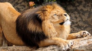 К чему снится ЛЕВ или видеть ЛЬВА во сне ★ Толкование Снов ★ СОННИК 3.0™