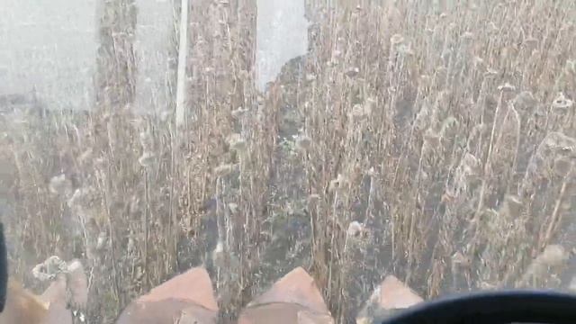 шляпа а не подсолнух, аргентик сгорел смотреть онлайн