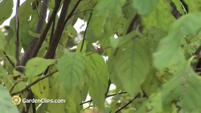 Buttonbush -- Cephalanthus Occidentalis - How To Grow Buttonbush