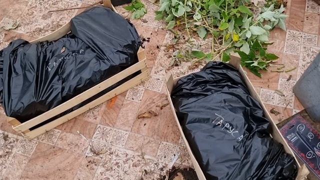 Хранение саженцев малины зимой. Саженцы «Long сane» смотреть онлайн