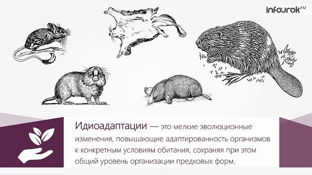 Направления эволюции органического мира | Биология 11 класс #8 | Инфоурок смотреть онлайн