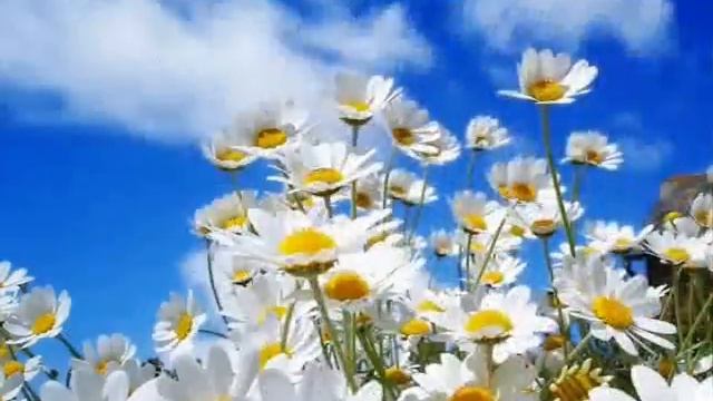 Ностальгия(Frederic Chopin Garden of Eden)(Фредерик Шопен -сад Эдема) смотреть онлайн