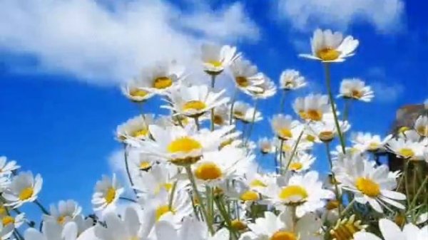 Ностальгия(Frederic Chopin Garden of Eden)(Фредерик Шопен -сад Эдема)