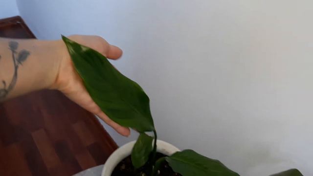 Комнатные растения/О новинках и не только)))) смотреть онлайн