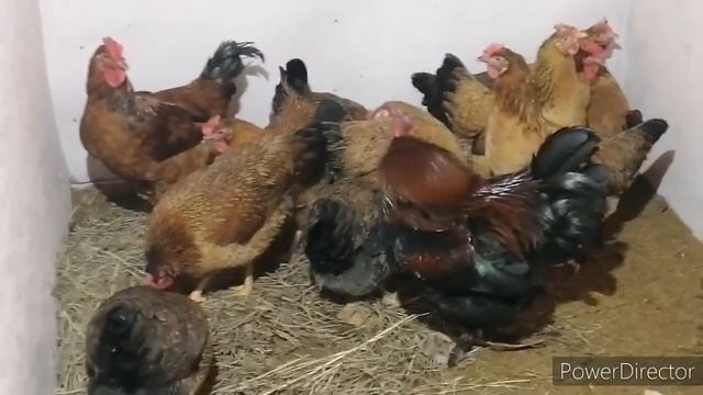 Как узнать возраст петуха? Кучинские-юбилейные молодки занеслись. смотреть онлайн