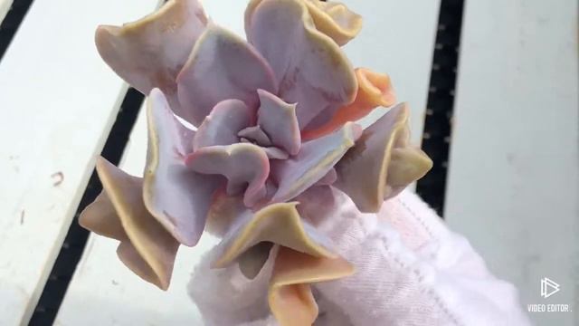 Echeveria Valkyrie Trumpet смотреть онлайн