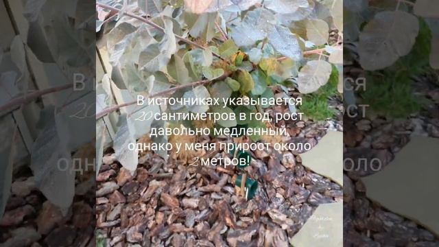 Арбоскульптура. Скумпия кожевенная. Выращивание в 5 зоне. Foliis Purpureis. смотреть онлайн