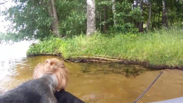 Воронежское водохранилище. Катание на лодке. Мотор HDX5 смотреть онлайн