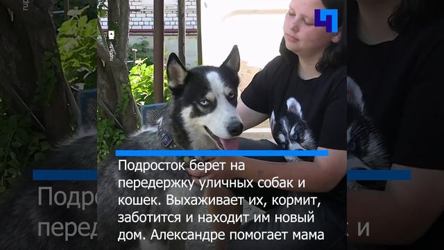 16-летняя жительница Волгограда спасает бездомных животных смотреть онлайн