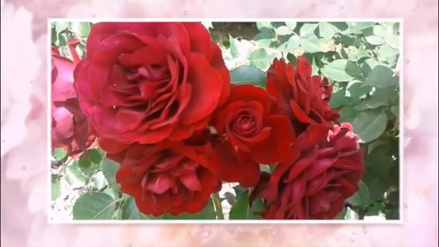 Дарю настроение ??? Очень красивая песня в прекрасном исполнении смотреть онлайн