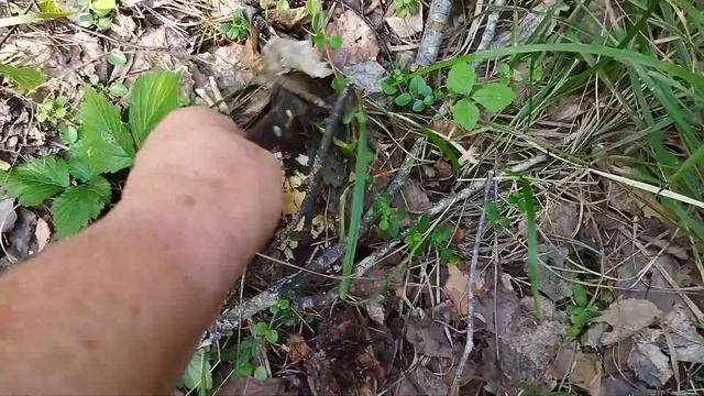 В лес за груздями смотреть онлайн