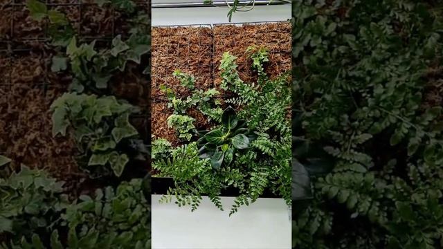 Вертикальное озеленение. Посадка растений в модули из сфагнового мха. смотреть онлайн