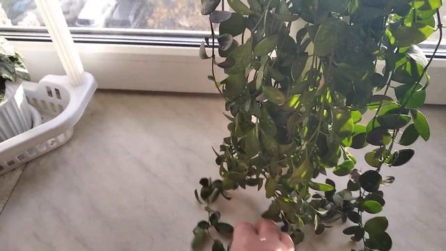 Хойи, которые красиво свисают: Langkawi Island и IR-26