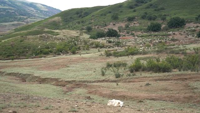 В Дагестане в разгаре перегон скота на летние пастбища смотреть онлайн