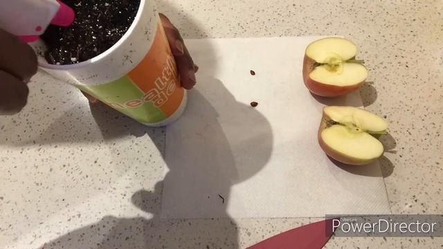 How to Grow an Apple Tree From Seed At Home – Pink Lady Apples смотреть онлайн