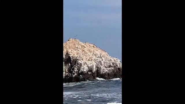 Callao Palomino Islands Peru Birds Sea lions Medium смотреть онлайн