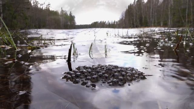 4K - Stop! And Relax For A 3 Minutes With Amazing Frogs-Spawn-Tadpoles-Nature & Heavy Music Sounds смотреть онлайн