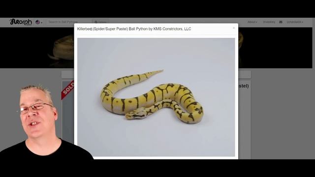 Killer Ball Pythons (Super Pastel!) смотреть онлайн