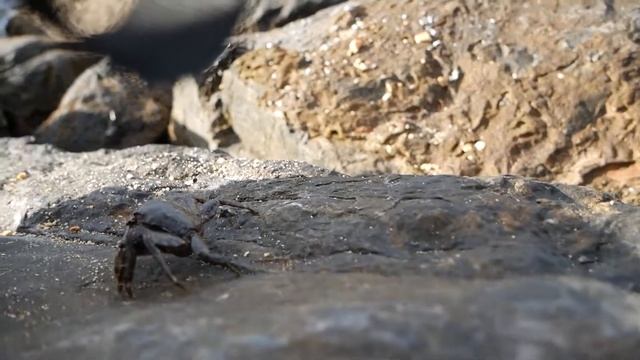 Топ 10 вопросов о крабах. Самые интересные факты о крабах. смотреть онлайн