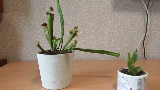 Уход за Сарраценией ! Хищное растение ! смотреть онлайн