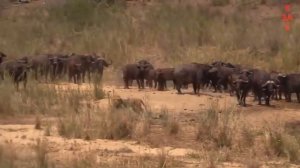 Хищники в деле, лев попался на рога. Самые эпичные битвы диких животных за _5 минут_