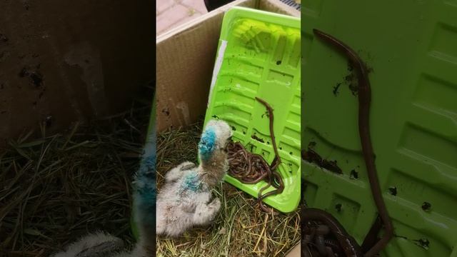 Шикарный обед у Пятачка. 27 мая. Аистенку 6 дней. смотреть онлайн