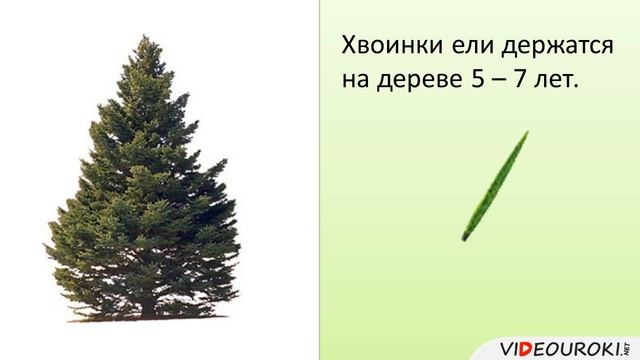 Голосеменные, их строение, разнообразие и значение смотреть онлайн