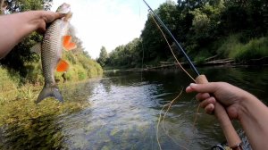 Ловля головля нахлыстом на перекате